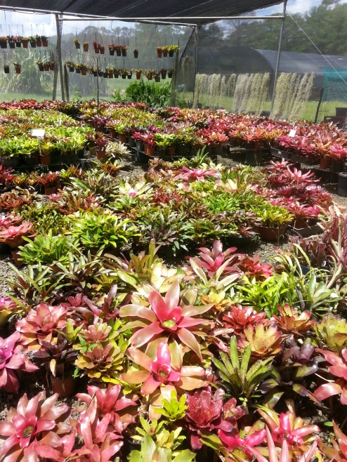 Wildfire Garden Bromeliad Nursery