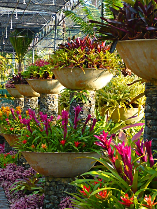 Bowls of bromeliads